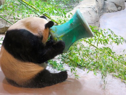 Mei Xiang (Mom)