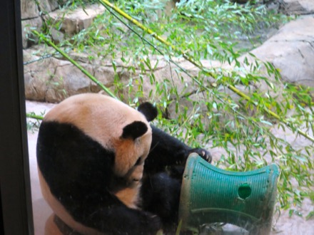 Mei Xiang (Mom)