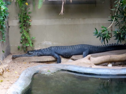 Gharial