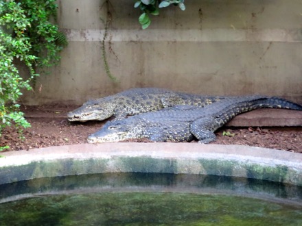 Alligator