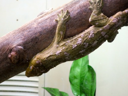 New Caledonian Gecko