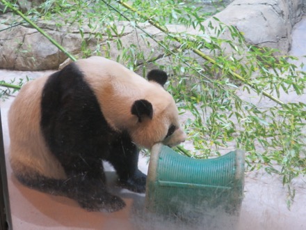 Mei Xiang (Mom)