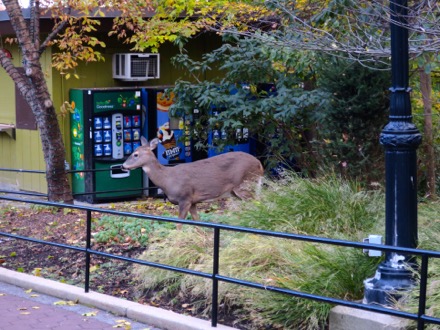 Deer checking out the M&Ms