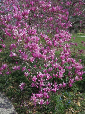 Magnolia