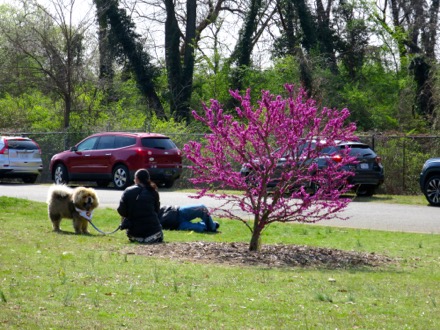 Fluffy dog next to the Yunnan redbud