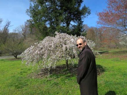 Weeping cherry or Snow Fountain