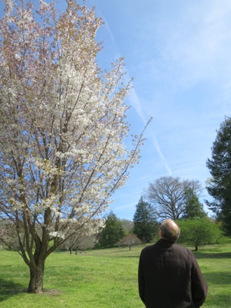 Sargent cherry or Princeton Snowcloud