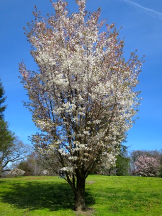 Sargent cherry or Princeton Snowcloud