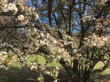 Flowering crabapple