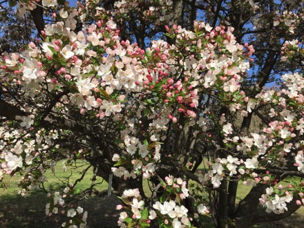 Flowering crabapple