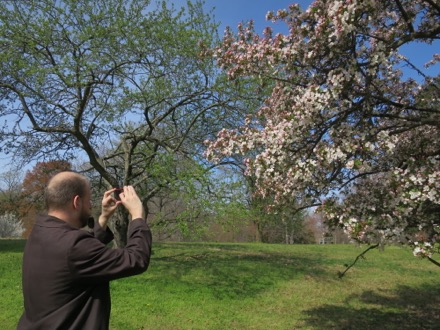 Flowering crabapple