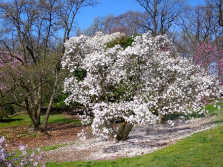 This magnolia got scared and lost many petals really fast.