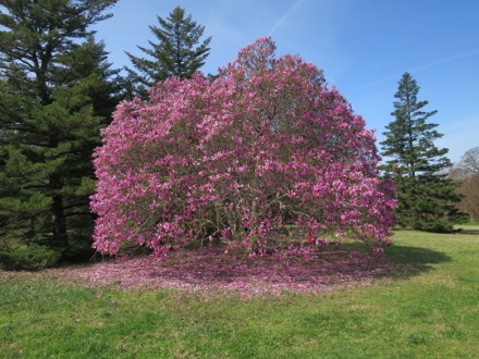 This magnolia sneezed and lost a bunch of petals.