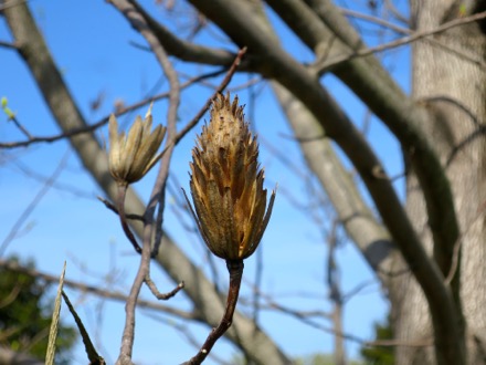 Like a soft pine cone