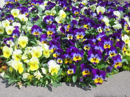 Pansies