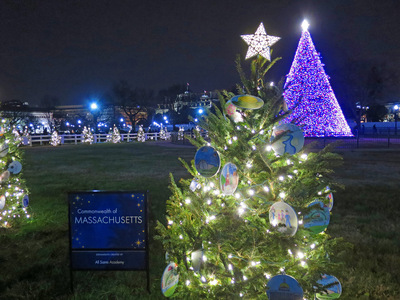 Massachusetts state tree