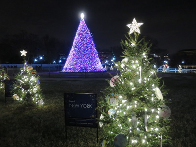 New York state tree