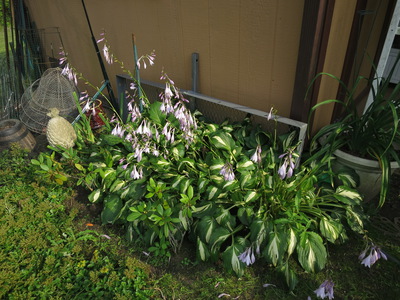 Flowers next to golf cart garage