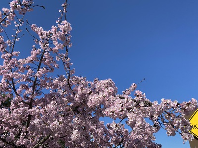 Pink blossoms