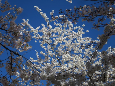 Sun catches some of the branches