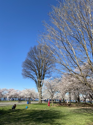 Not crowded, but a good number of people out to see the flowers.