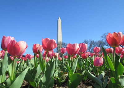 Washington Monument without Bill