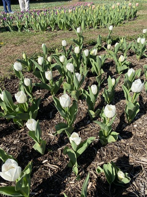 White Tulips