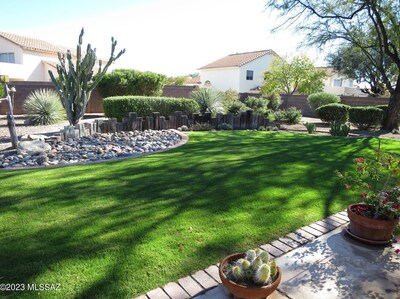 The huge tree creates dapples of light on the yard.