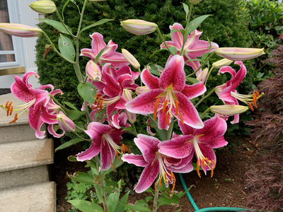 Stargazers in front of their house