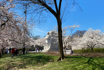 MLK between the blossoms