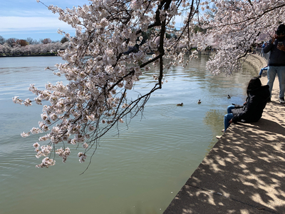 Ducks in the Tidal Basin