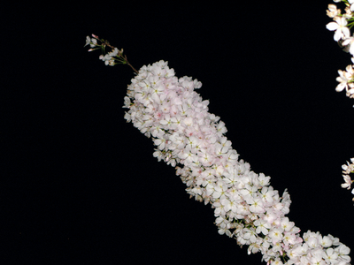 Branch full of blossoms