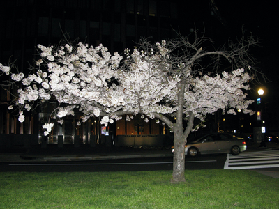 This tree got decapitated last year (top half cut off)