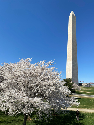 Washington Monument