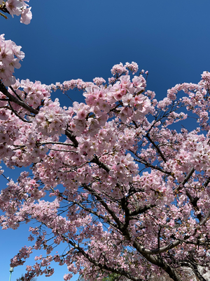 One of the pinker trees