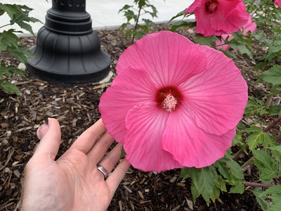 hibiscus