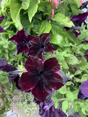 Black petunia