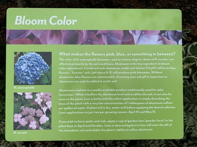 Recipe for getting the right color from your hydrangea