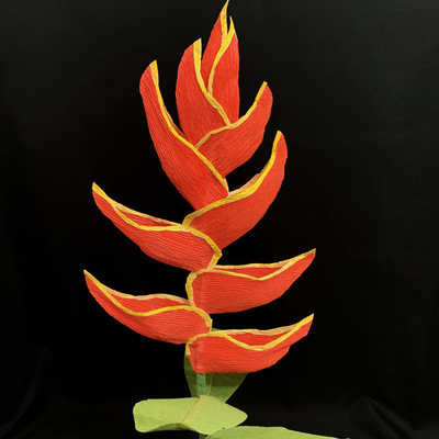 Heliconia or Purpurea