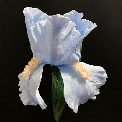 Bearded Iris