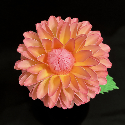 Pink and Yellow Dahlia