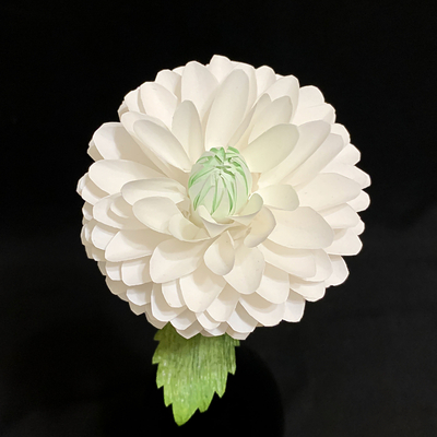 White Dahlia