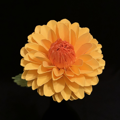 Yellow Dahlia