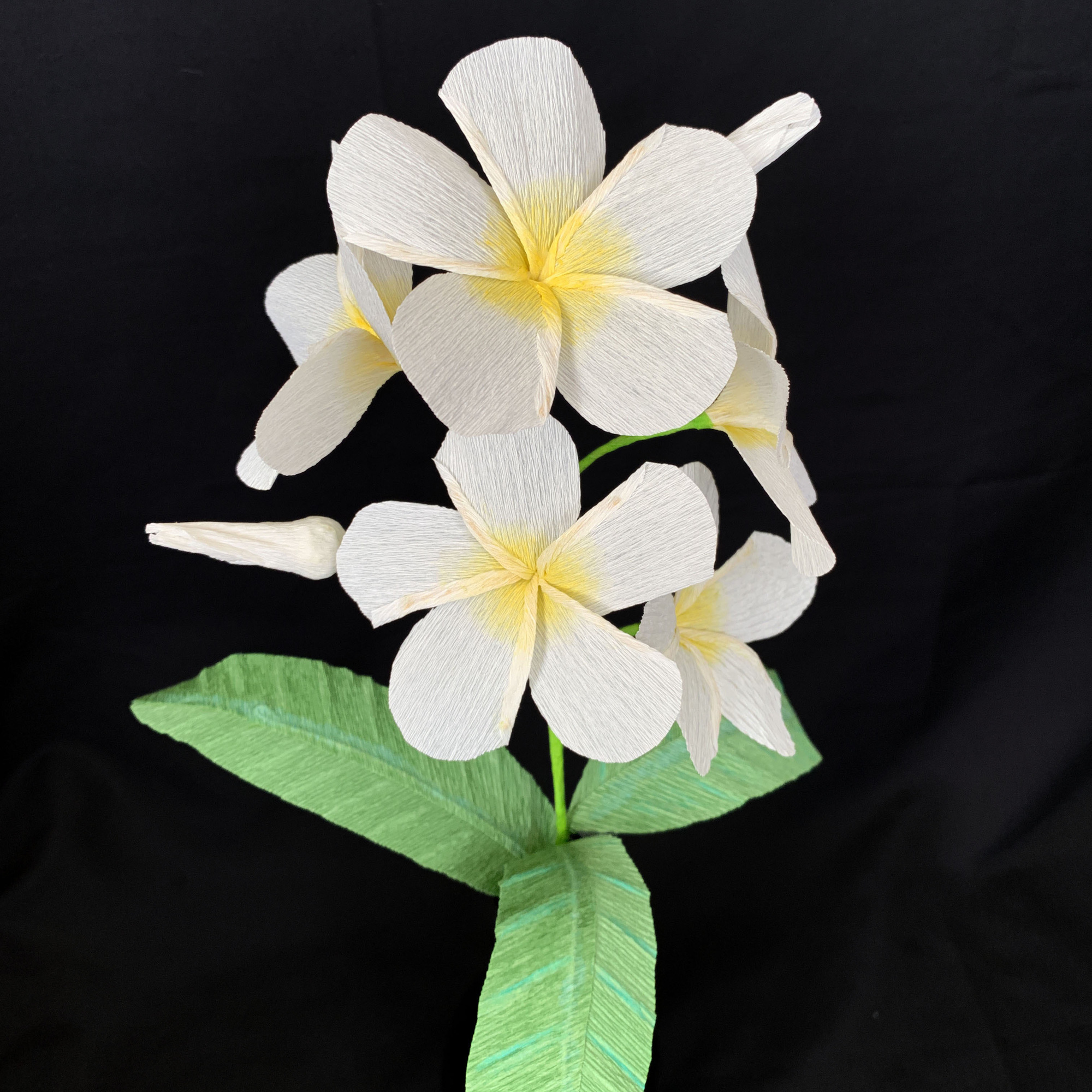 Plumeria