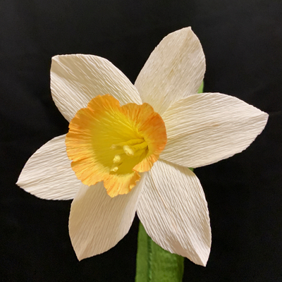 Daffodil
