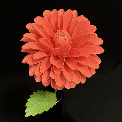 Red Dahlia