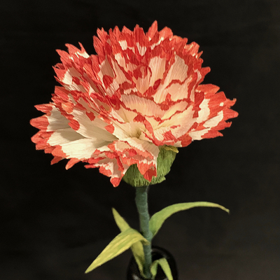 Stripped Carnation