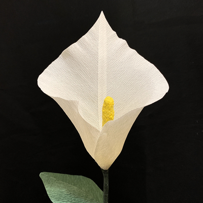 White Calla Lily