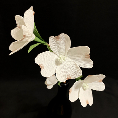 Dogwood